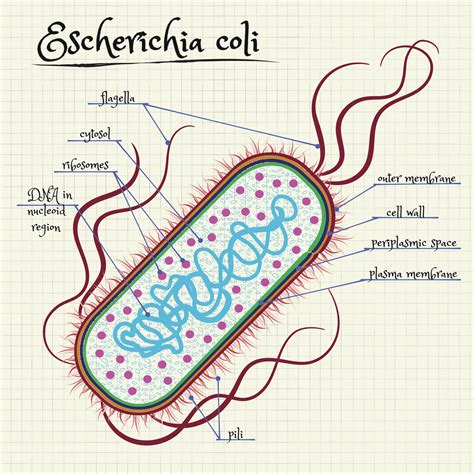 E coli drawing